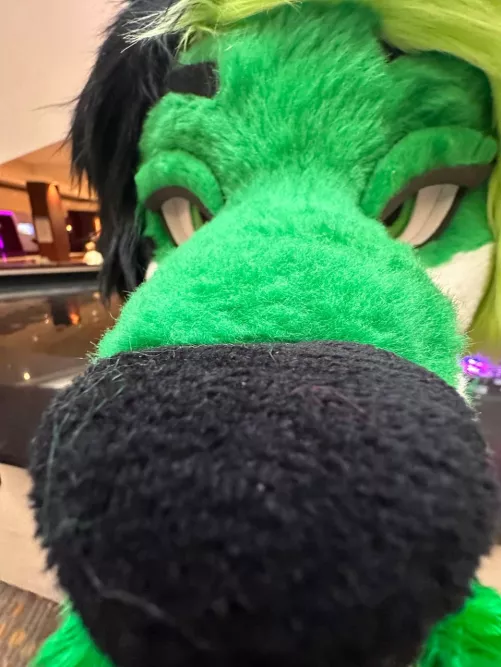 Would you boop the snoot?