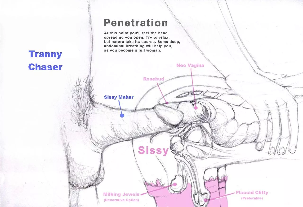 The Anatomy Of A Sissy🎀