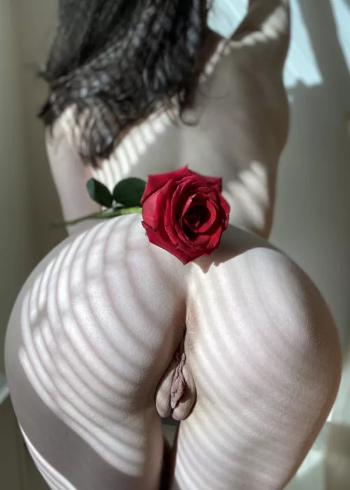 A rose for my valentine!