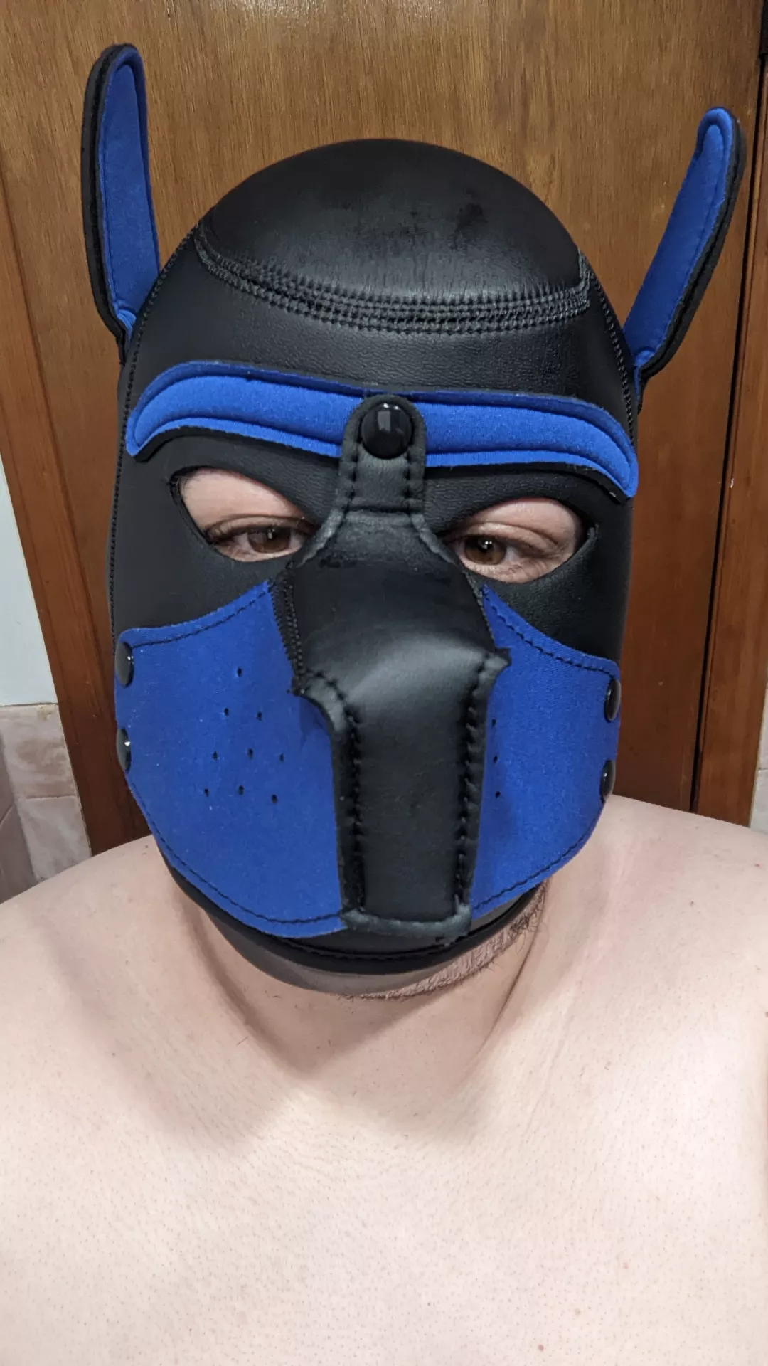 New Pup looking for other pups or pack in NY