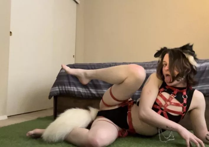 Puppy needs to be bred