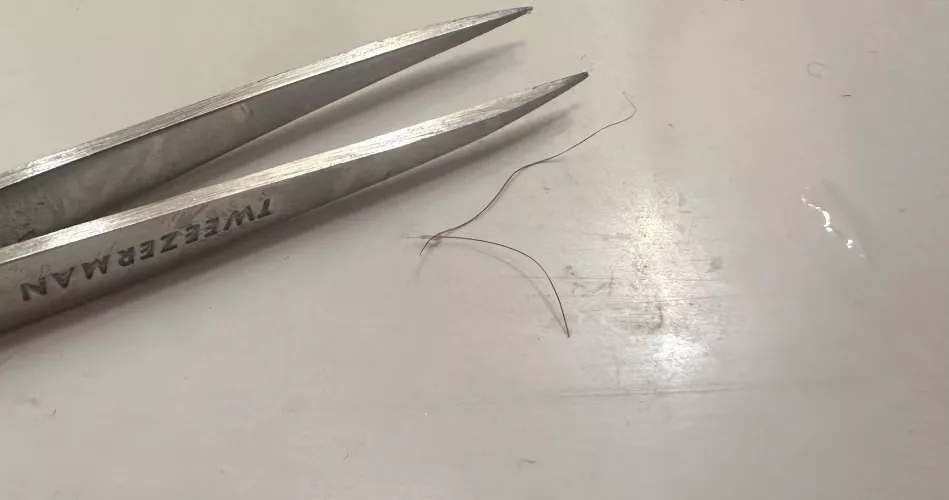 Noticed a pretty small bump on my leg and pulled out an ingrown hair ALMOST AN INCH LONG.