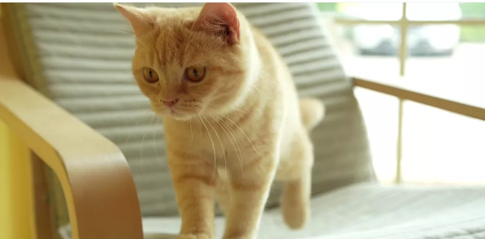 help me to name my cute cat!!