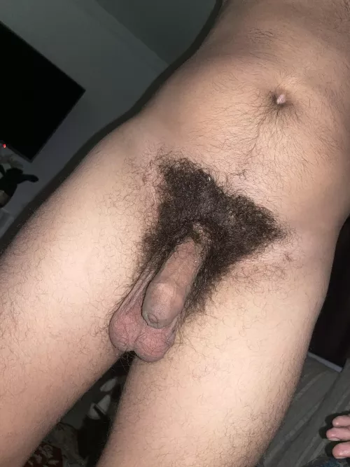 My dense shrub for you