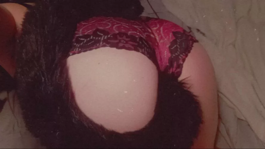 All curled up for a cat nap😽