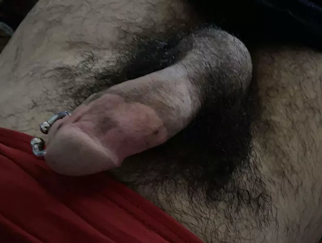 Do you like this bush ?