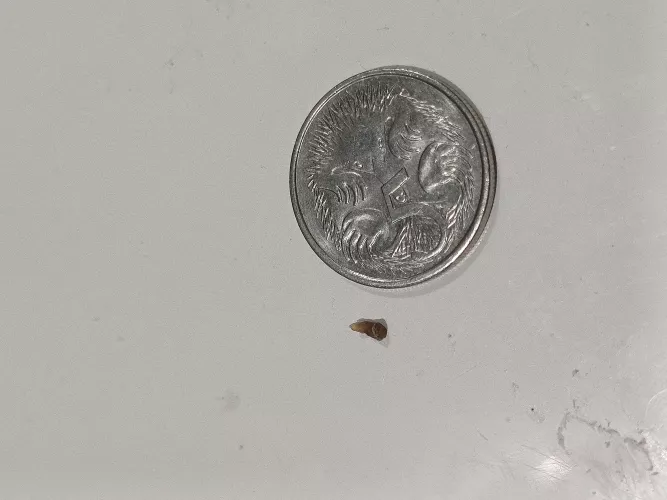 I Just pulled out this big blackhead from my upper back. 5c coin for scale. 