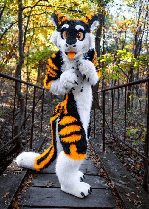 A Serg has appeared on your path! What do you do? :> #FursuitFriday