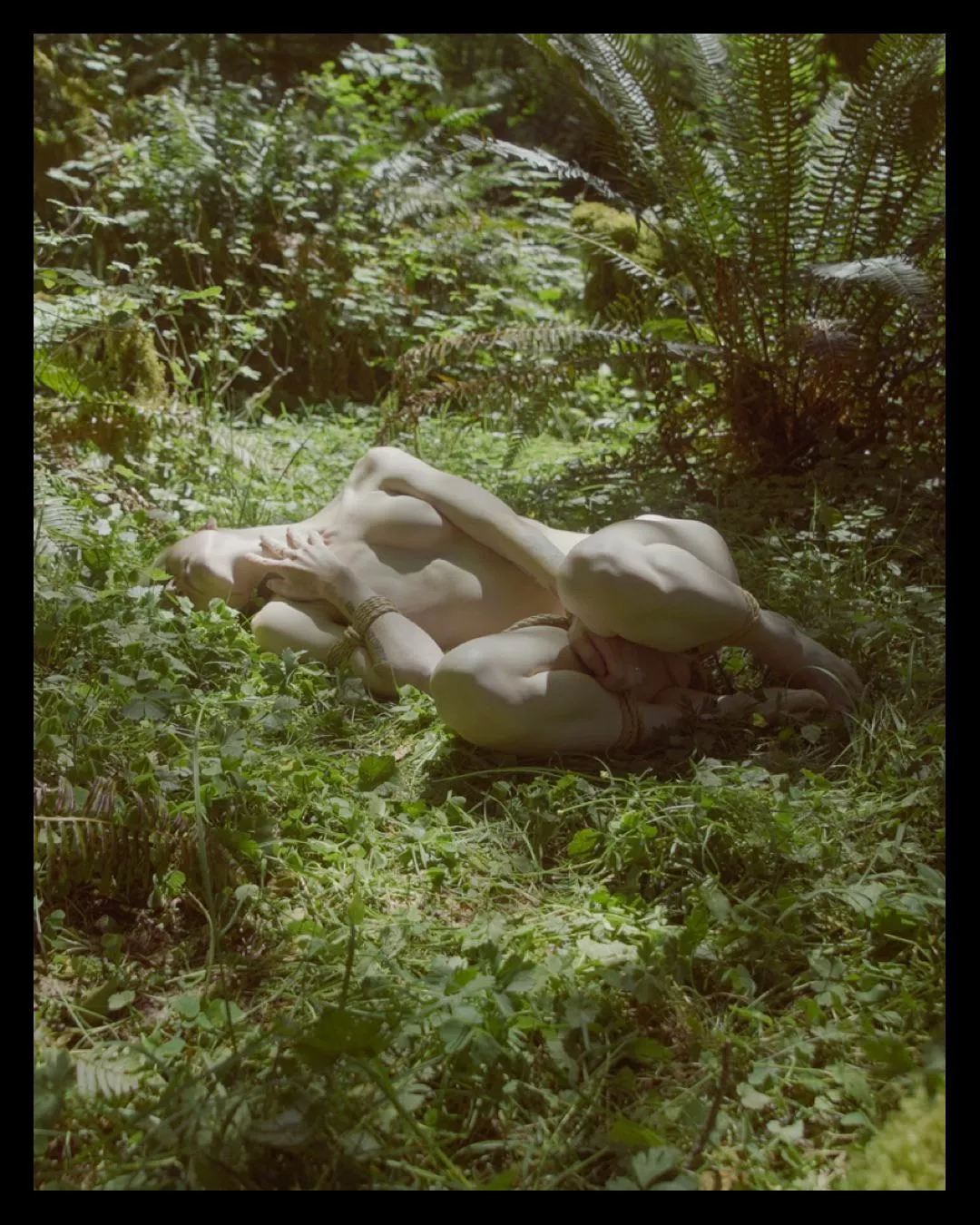 all tied up among the ferns…