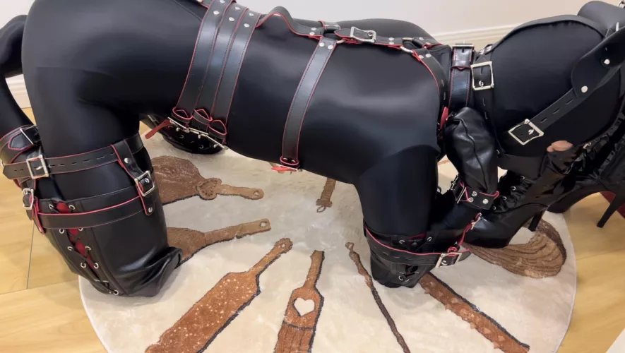 What puppy does when mommy is not home