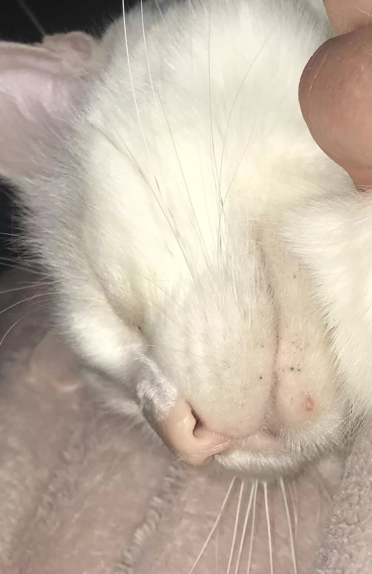 Forbidden pop: a white head… on a white head! Ft. some black heads too