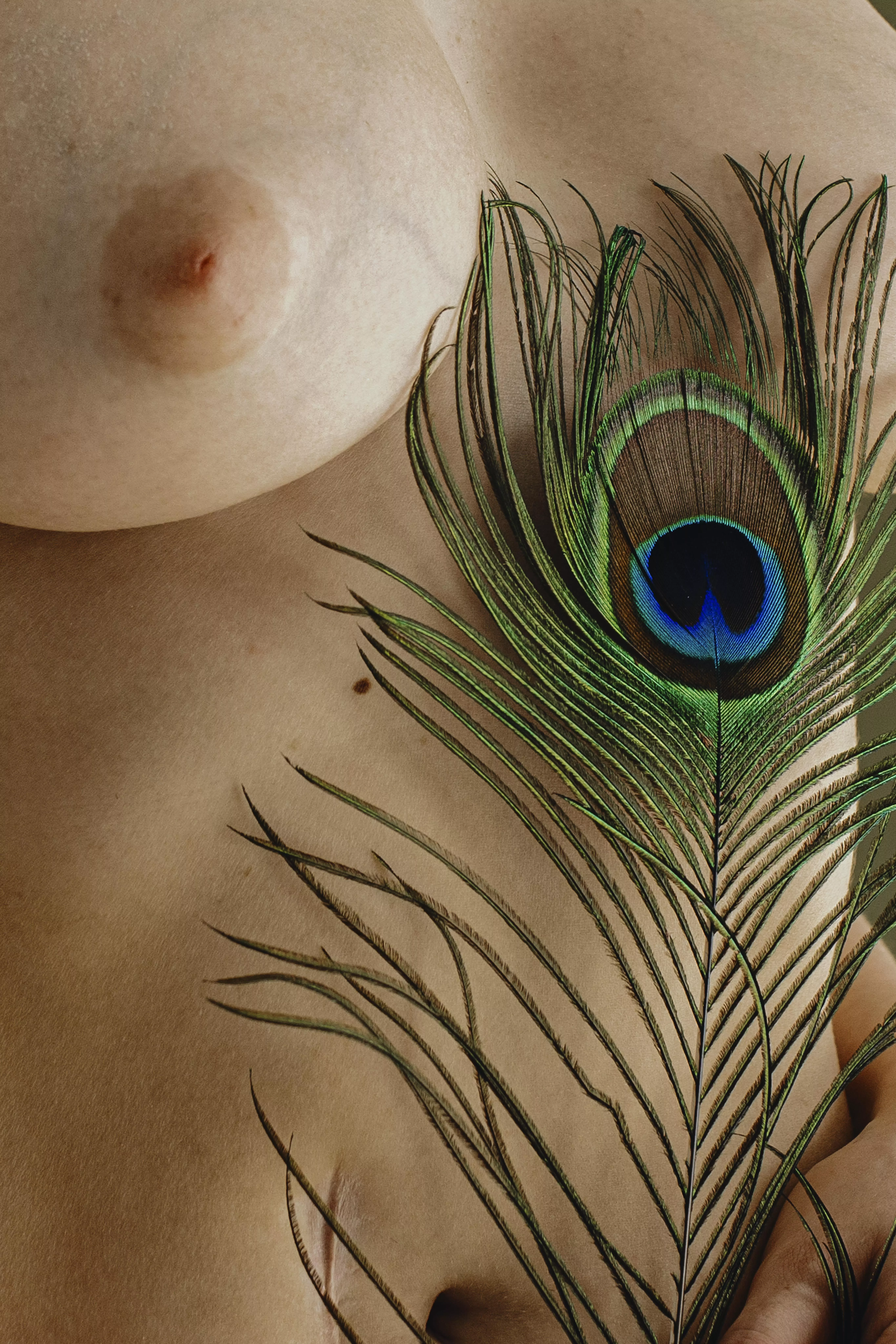 New variety of peacock