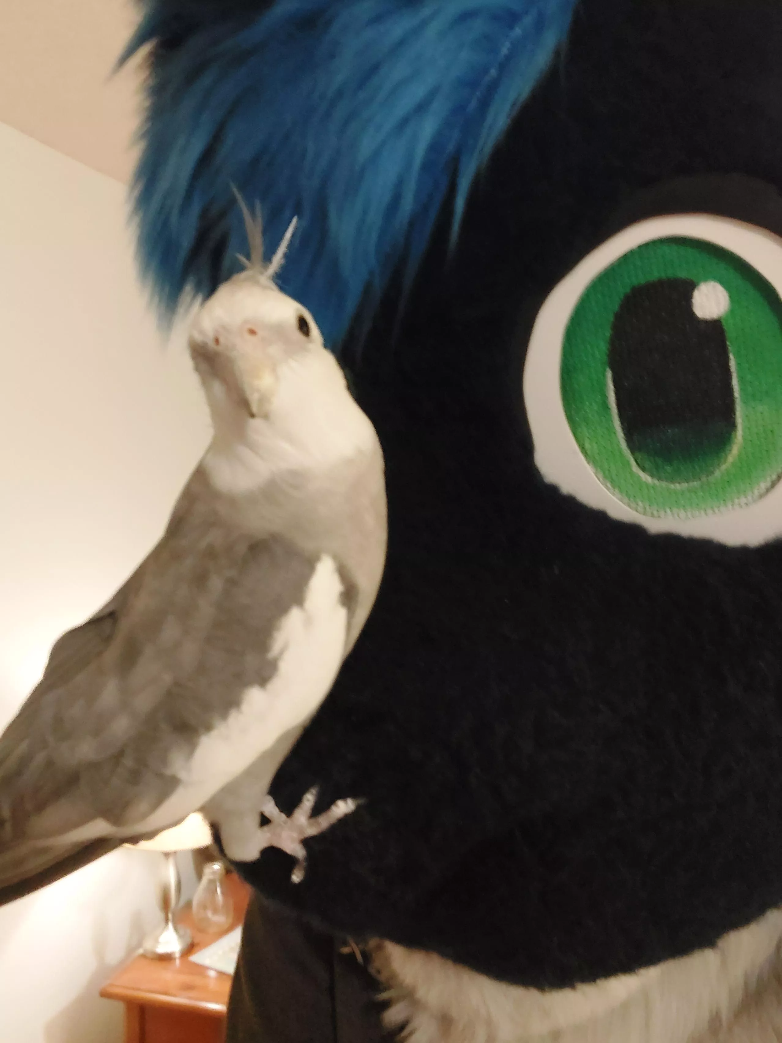 Y'all have any pets? This is mine, his name is Rumple!