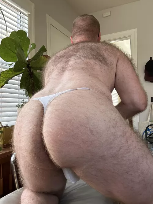 are bears allowed here?