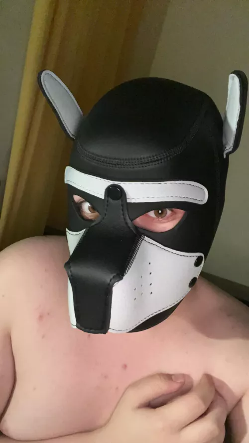 18, chubby pup looking for a handler / friend! Awooo!