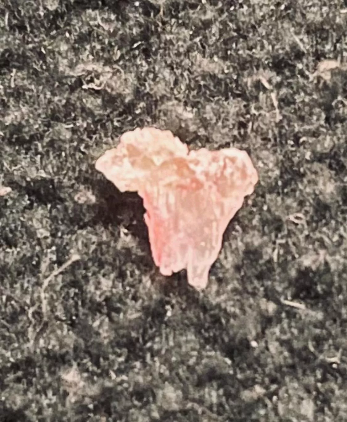 Freshly pulled spicule