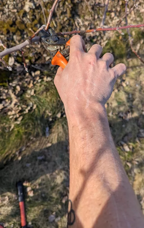 My arms get really scratched up while pruning 