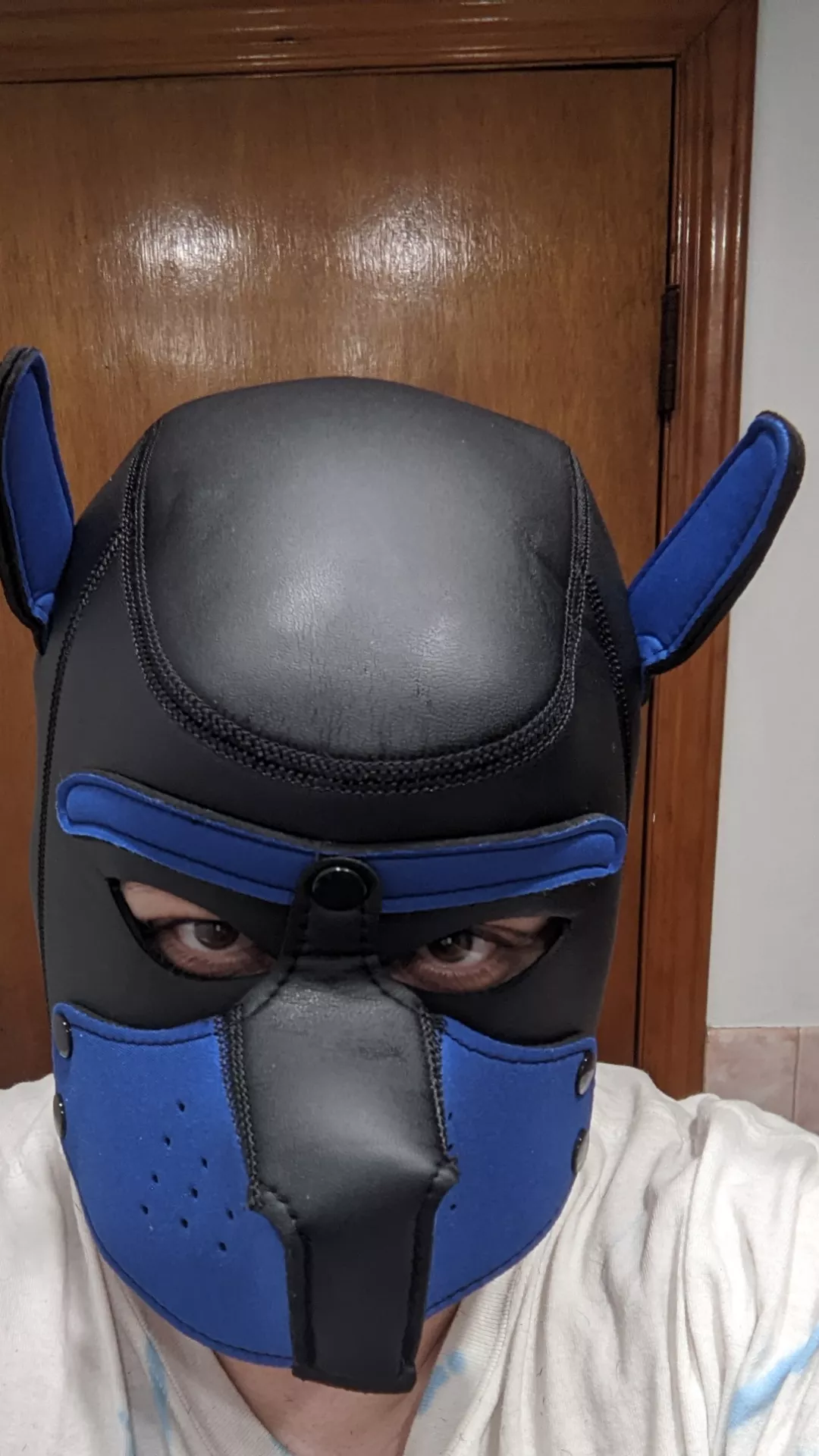 Top pup handler looking for pup or pack 