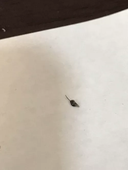 Is this ingrown pubic hair normal?