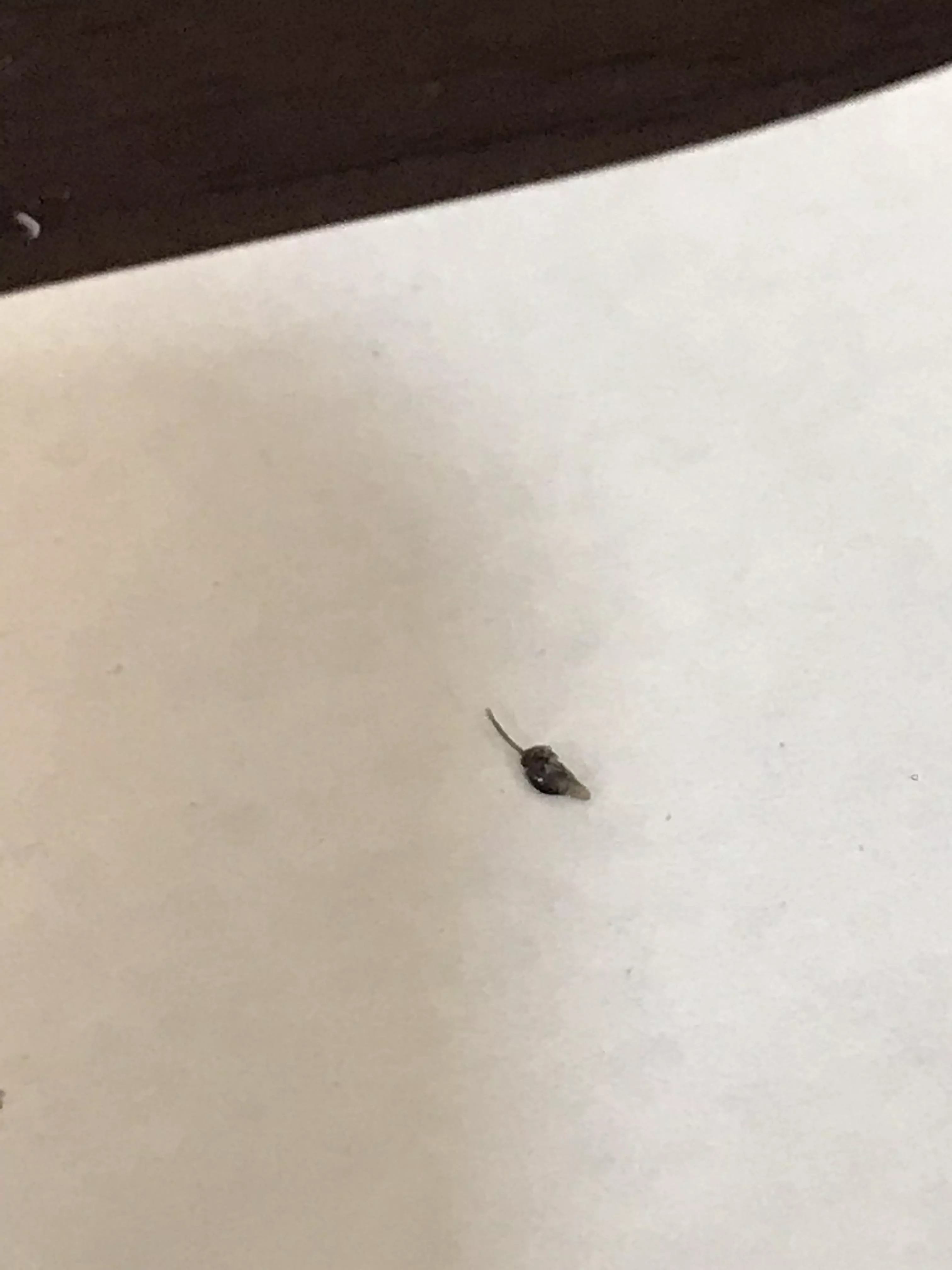 Is this ingrown pubic hair normal?