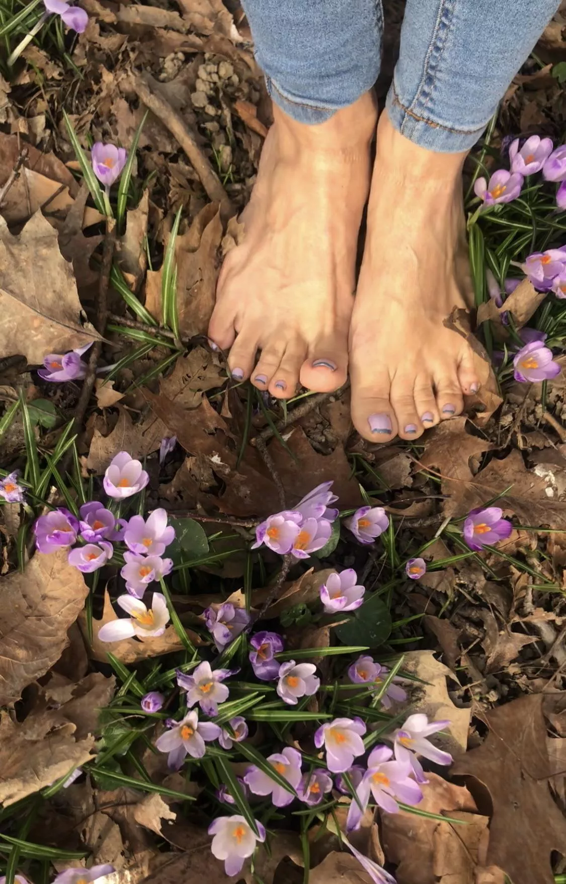 Saffron field. I think spring has started 