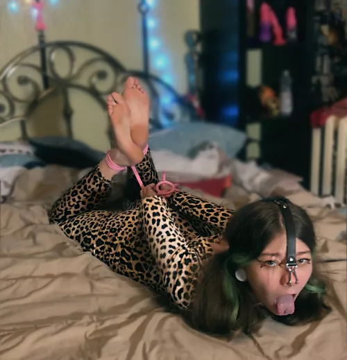 Hogtie cute pet with nose hook for training🥵 [F]