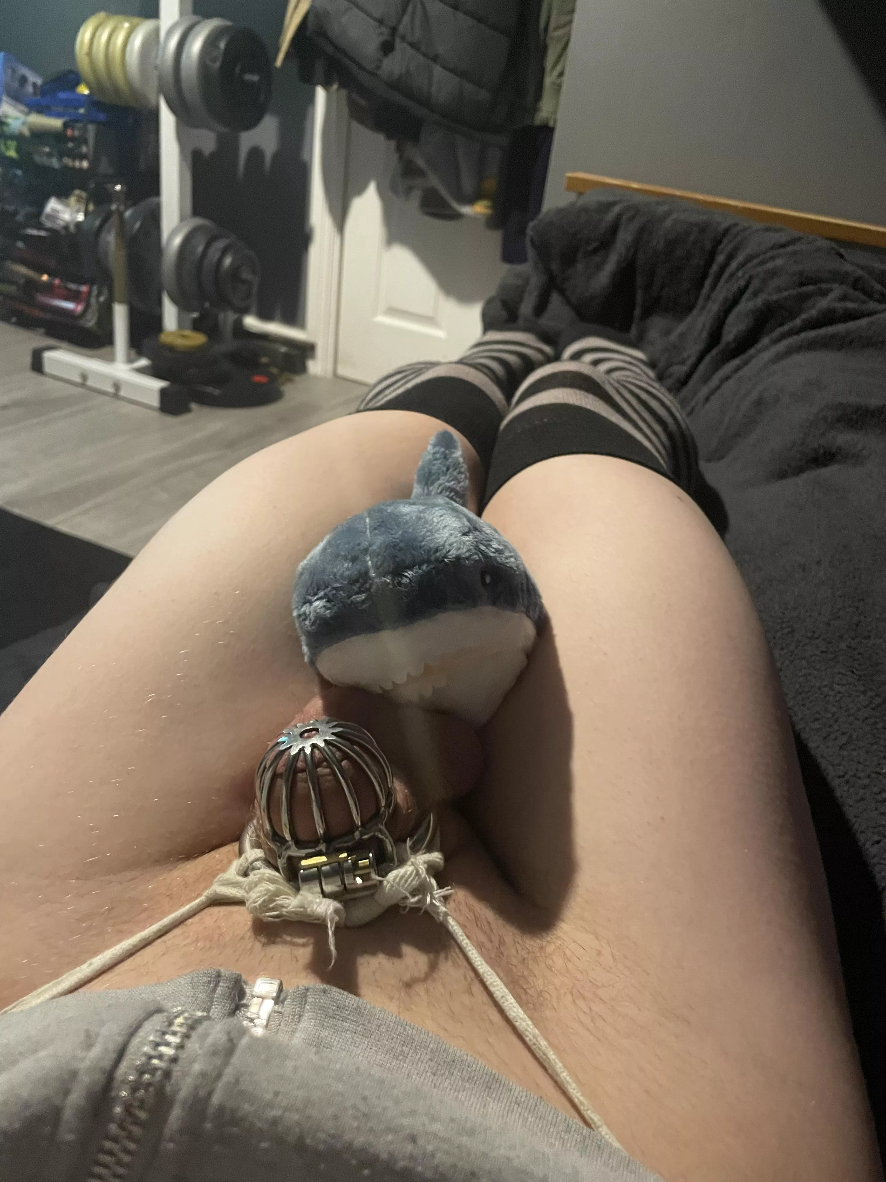 Who wishes they were sharko