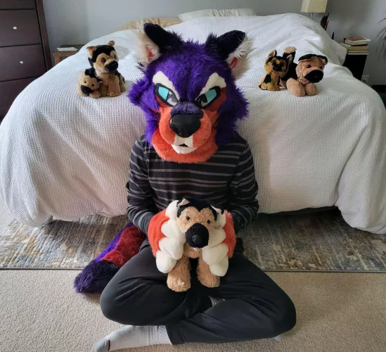 Dusk and the Shepherd pack :3 