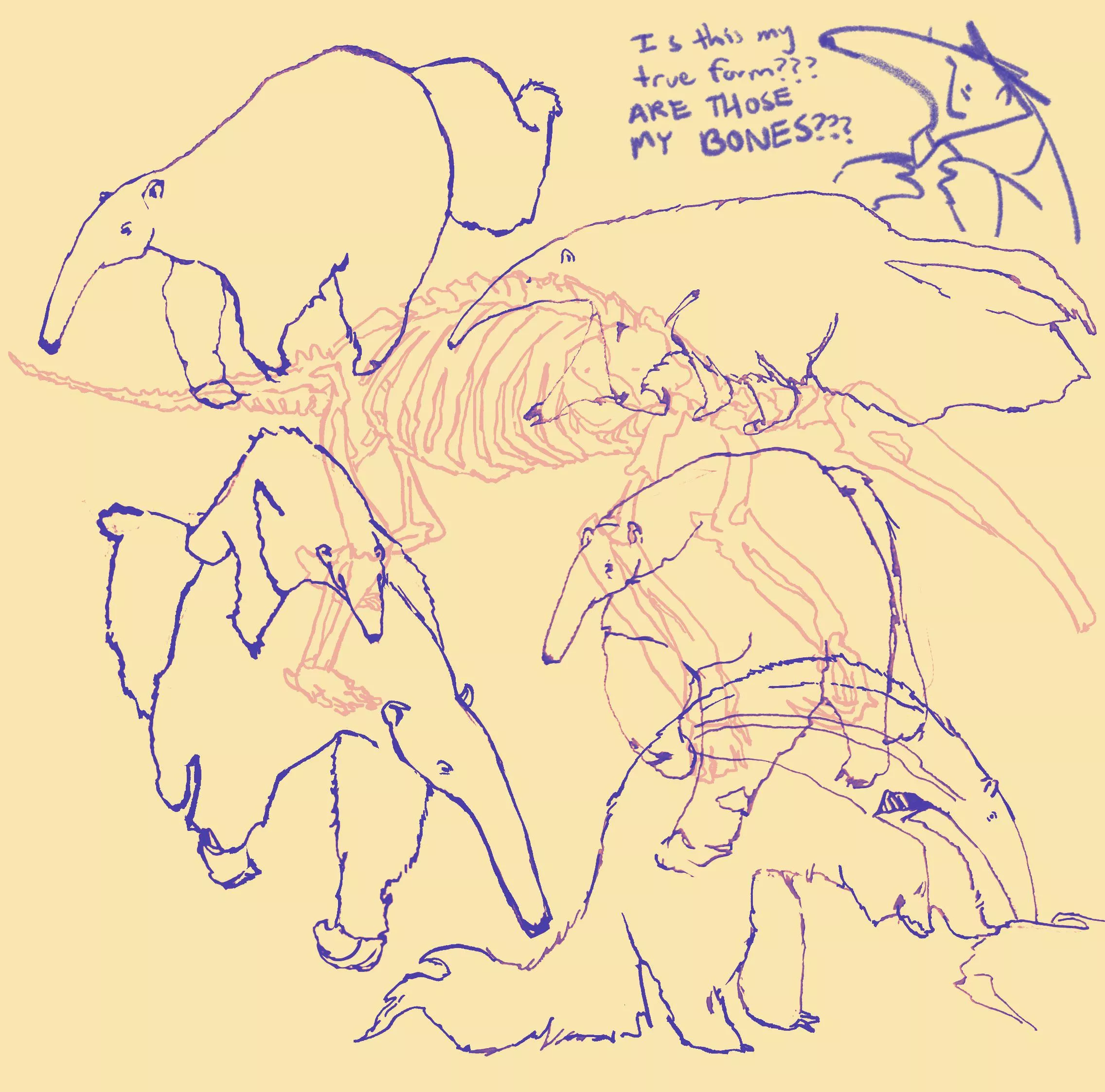 fursona’s honest reaction to my anteater animal study