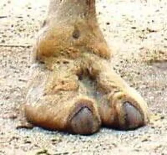 Sexy fucking camel toe