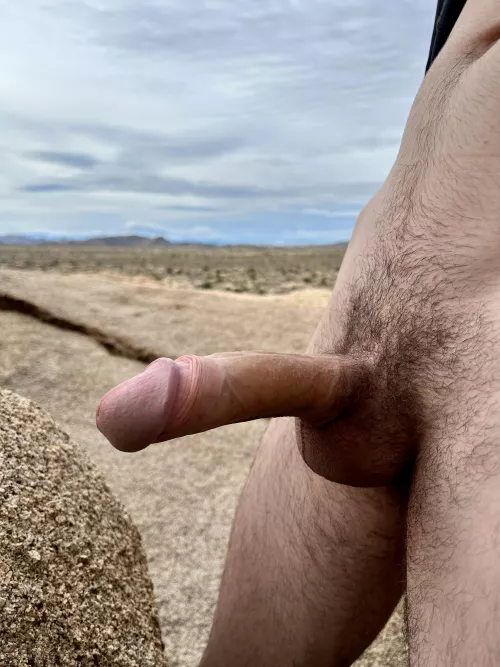 Joshua Tree is beautiful this time of year 😉😈