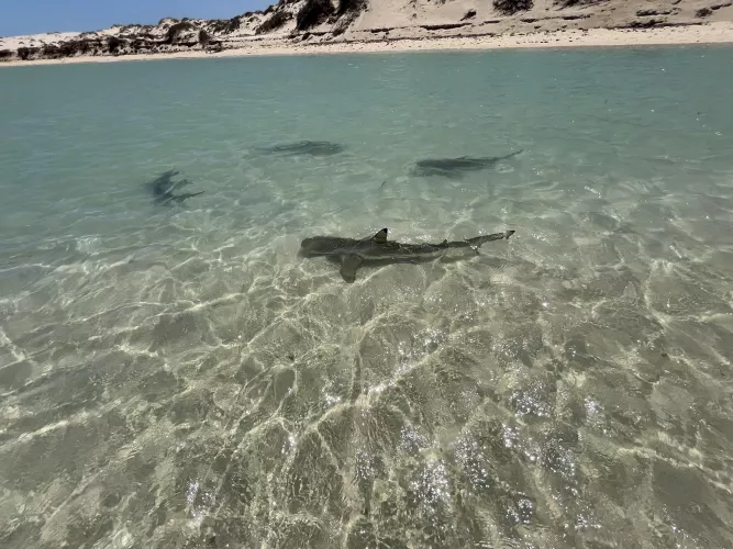 Shark nursery at coral bay beach, Australia🦈
