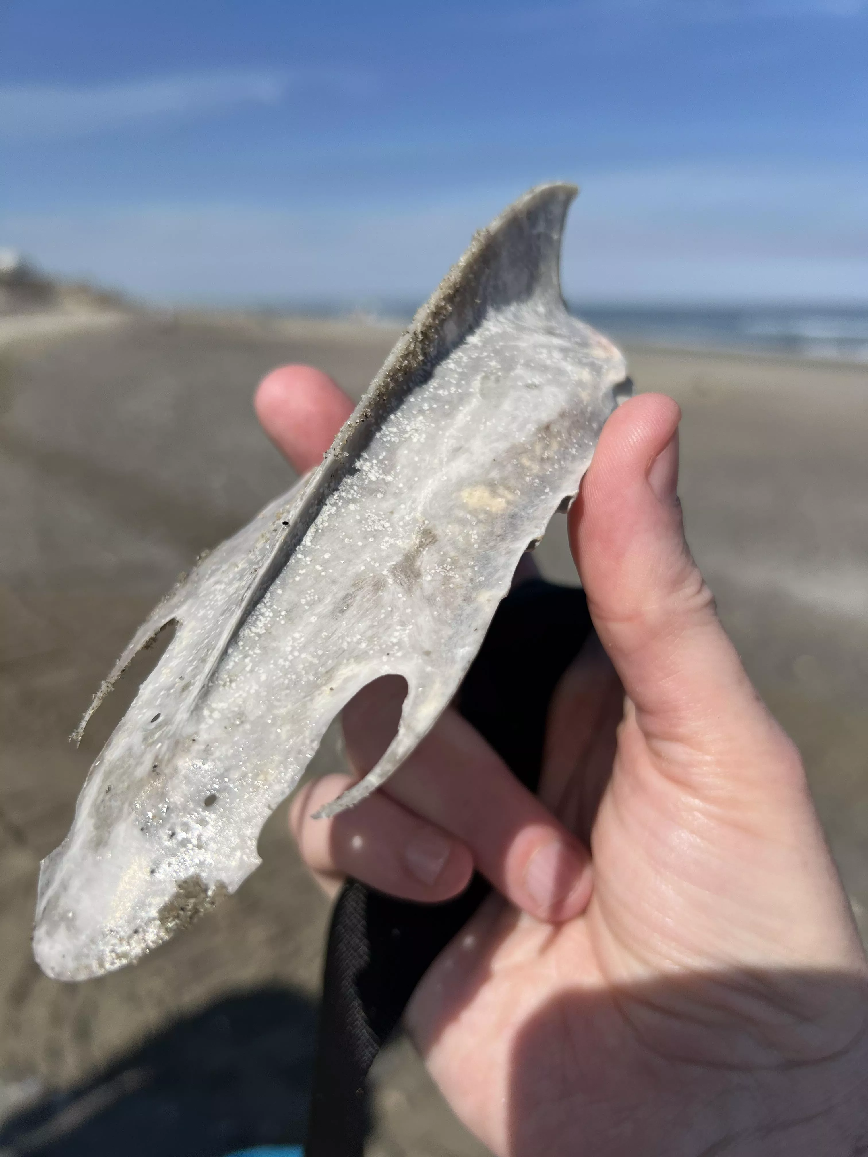 What is this beach find?