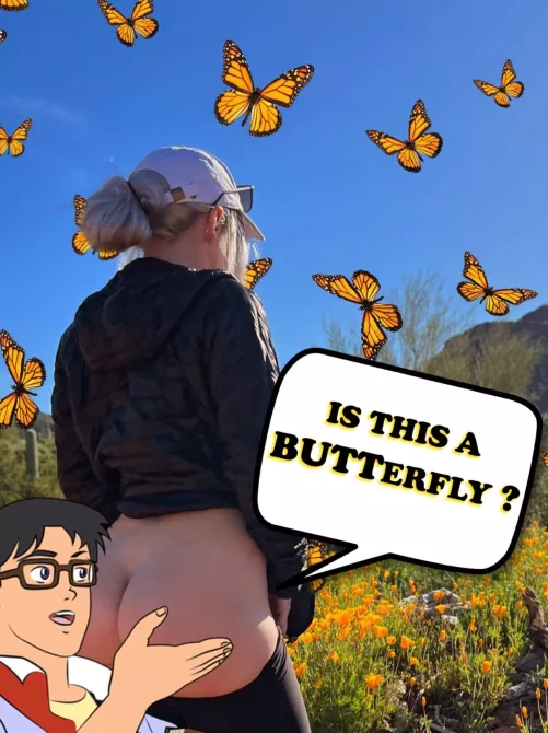 Butterflies all around 