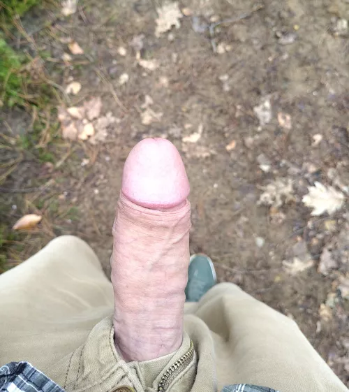 Strolling through the forest