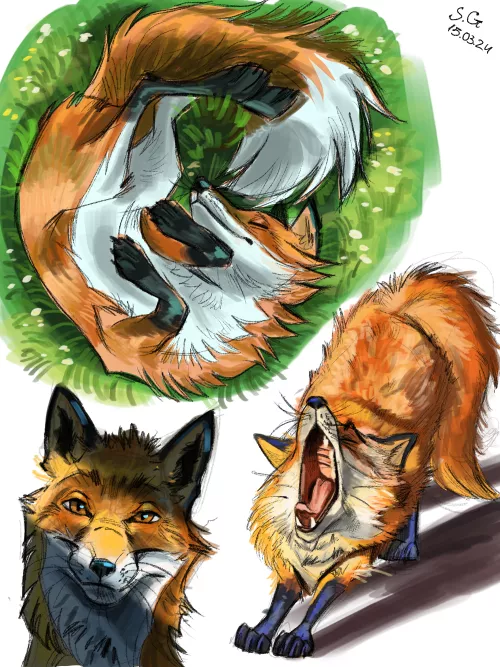 I dont know if it's the right place to post-  a few sketches of foxes that I did 😅