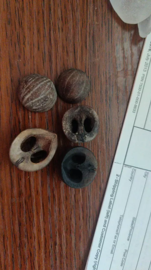 Does anybody know what these are? They are all over my beach in socal