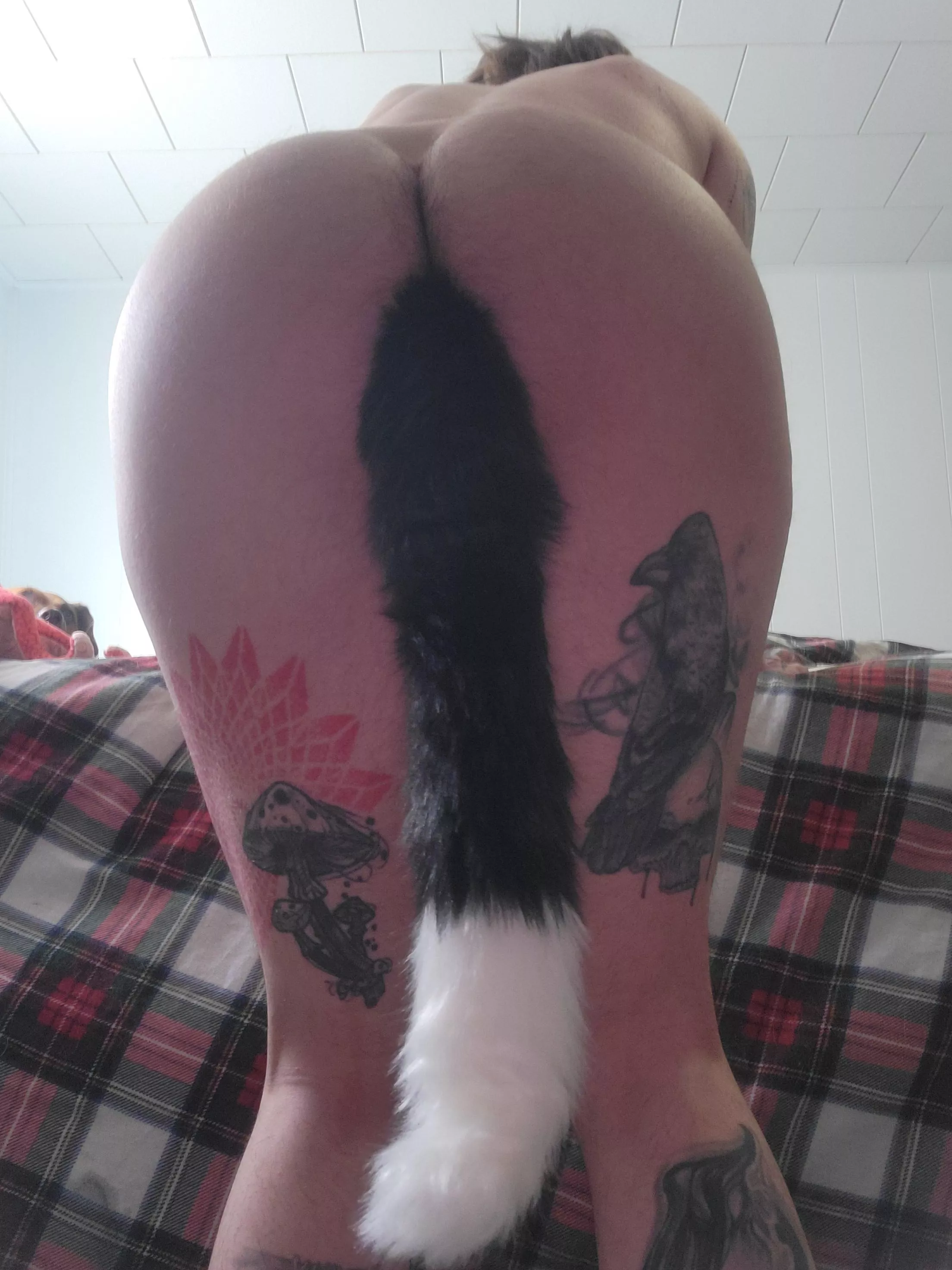 This pet needs an owner 