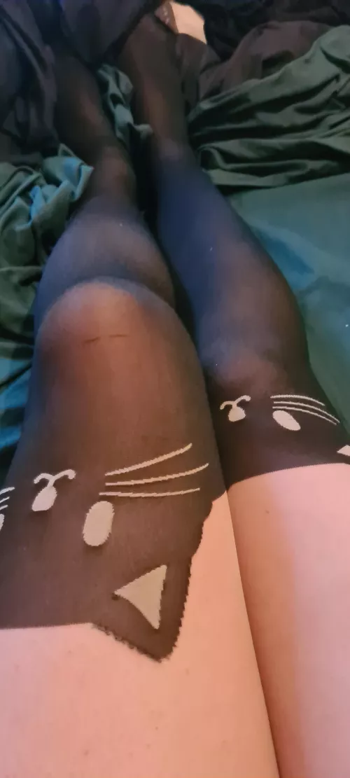 Cats for Sunday study