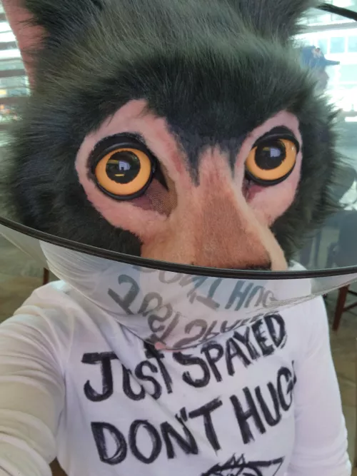 How I attended a furry con after my hysterectomy 