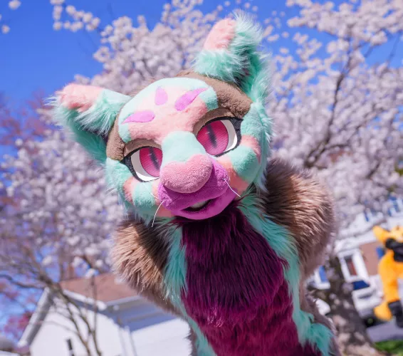 Hey you, wanna go walk through the cherry blossoms? 🌸