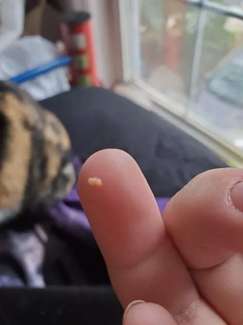 Large stone I dug out today 