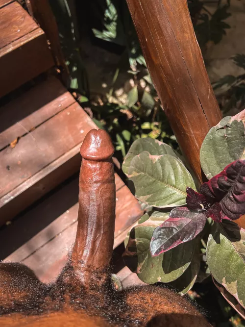 Plants and dick