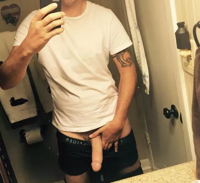 38 army veteran bull looking  38 army veteran bull looking