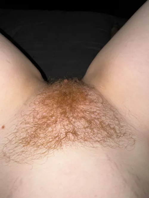 Ginger bush before bedtime 