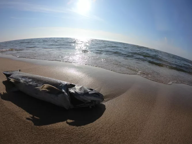 just a fish chillin out