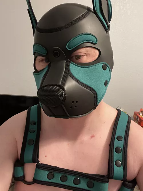 First pup hood! Meet PupTreecko 🥰