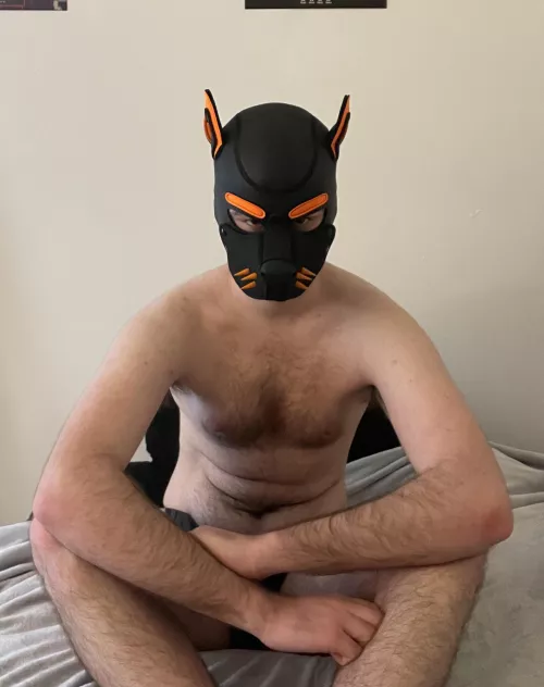 What are you up to pup? You should get over here, I’ve got a job for you