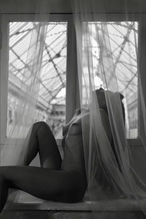 Window Light Reverie