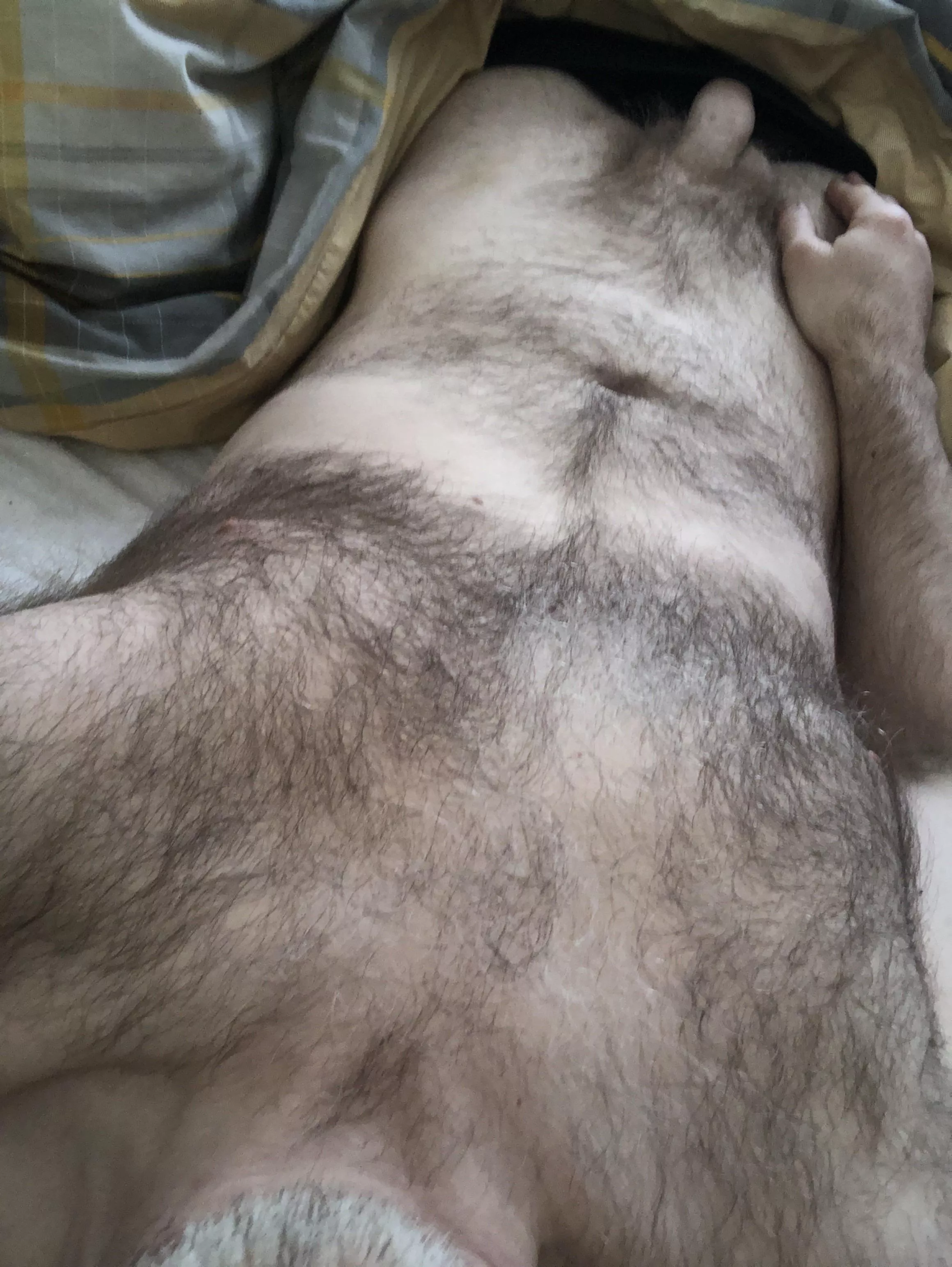 [48] English silver Fox